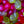 Cerises acidulées (500g)